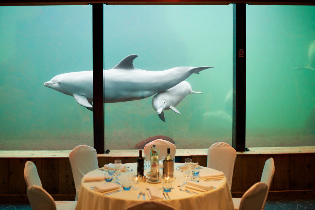 Onder Odiezee tafel met dolfijn